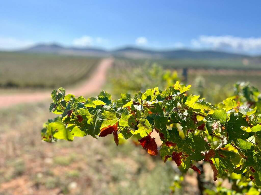 Viñas Encomienda de Cervera