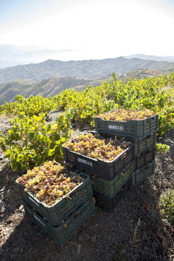 Uvas moscatel de Alejandría