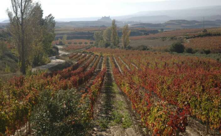 Viñedos en la Ruta del Vino de Rioja Alavesa