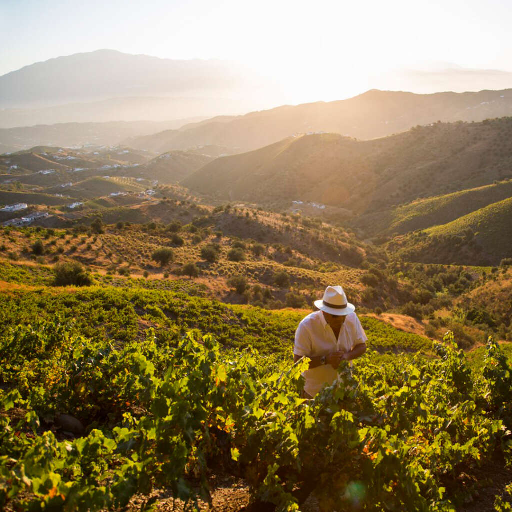 Viñedo de Bodegas Jorge Ordóñez en la Axarquía malagueña