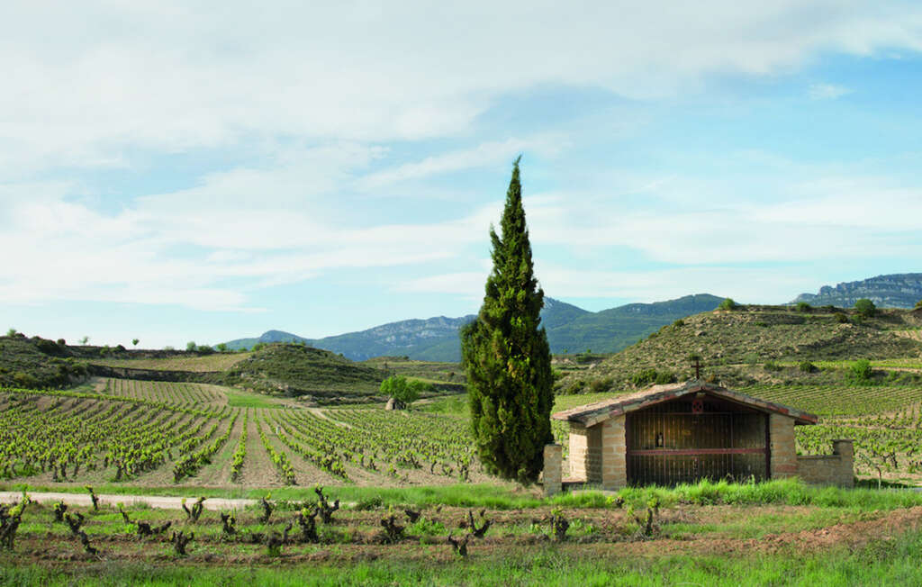 Viñedos viejos de Bodegas Izadi.