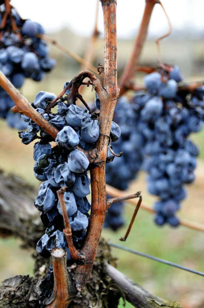 Uvas vendimiadas tardíamente en Bodegas Vivanco