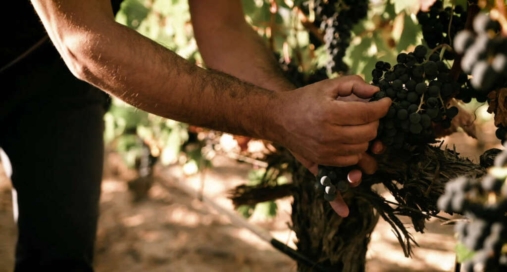 Vendimia de uvas merlot de Finca La Capilla