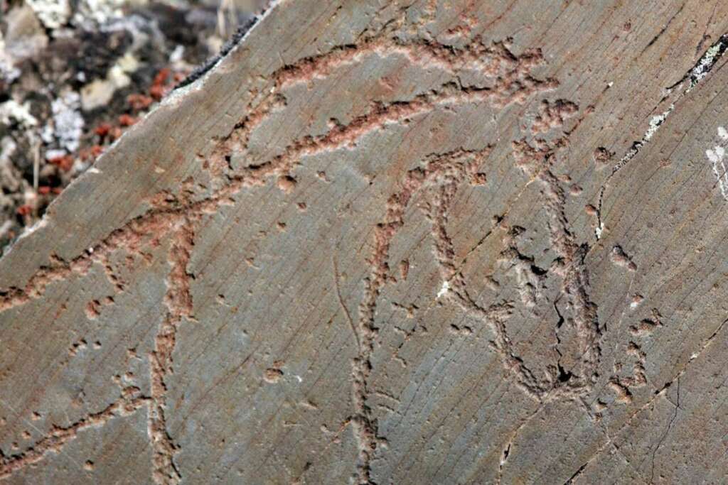 Grabado de un caballo del paleolítico en el yacimiento arqueológico de Siega Verde