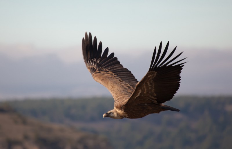 Un buitre sobrevolando las Arribes del Duero