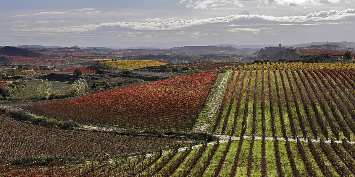 Viñedos de la Ruta del Vino Rioja Alta