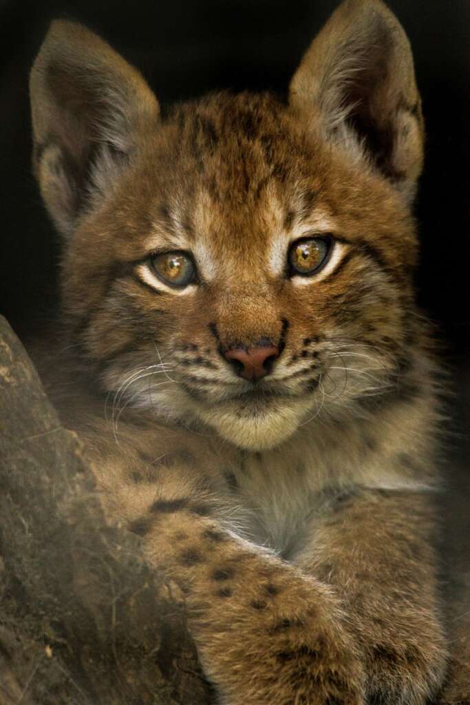 Una cría de lince ibérico