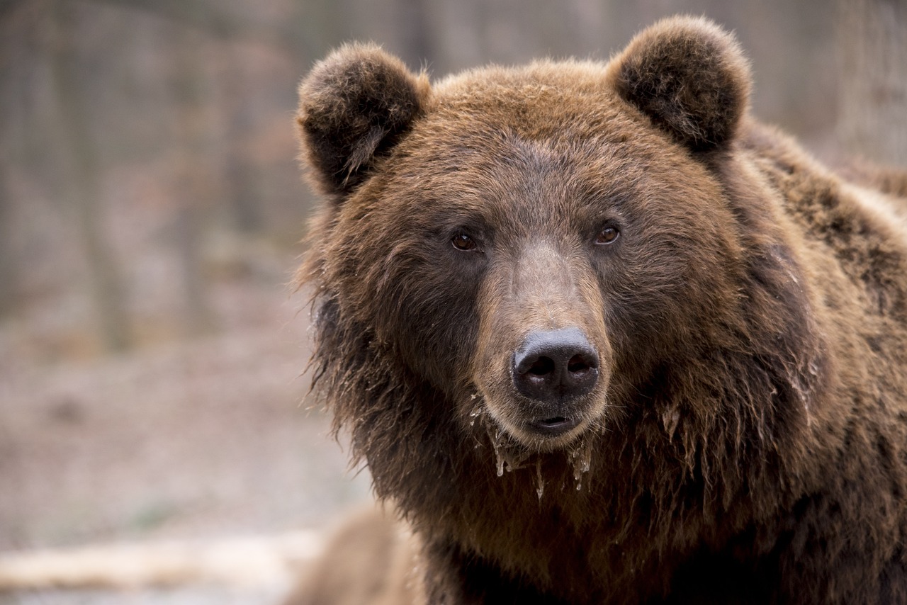 Un oso pardo. Descubre donde divisar osos en España