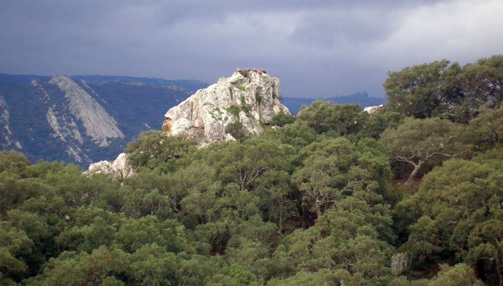 El Parque Natural de los Alcornocales en Cádiz