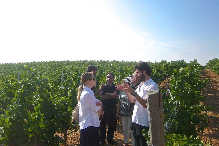 Guía por una de las bodegas de Madrid
