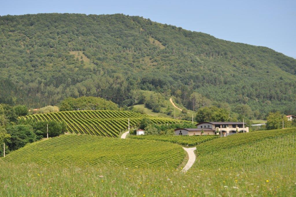La panorámica de la Bodega Hiruzta