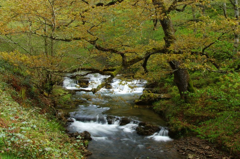 El Parque Natural Saja-Besaya en Cantabria