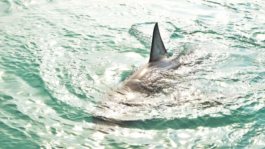 La aleta de un tiburón en el mar