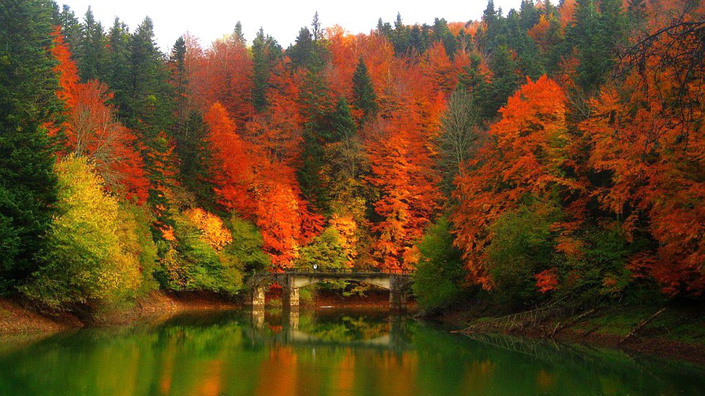 La Selva de Irati en Navarra