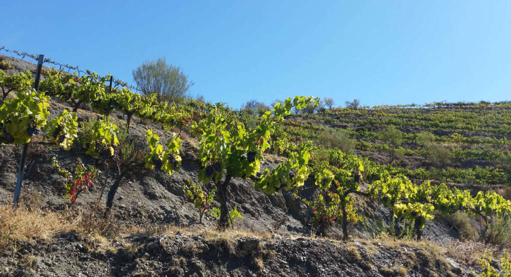 Las Bodegas Fontedei en Granada