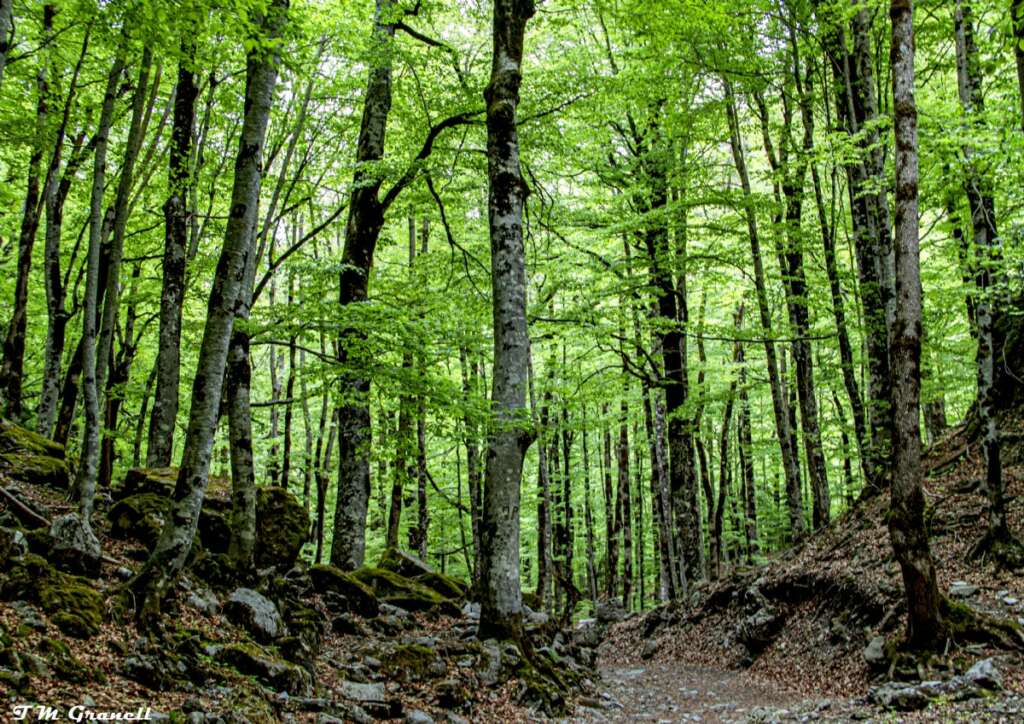 El bosque de las hayas en el Parque Nacional de Ordesa y Monte Perdido en Huesca