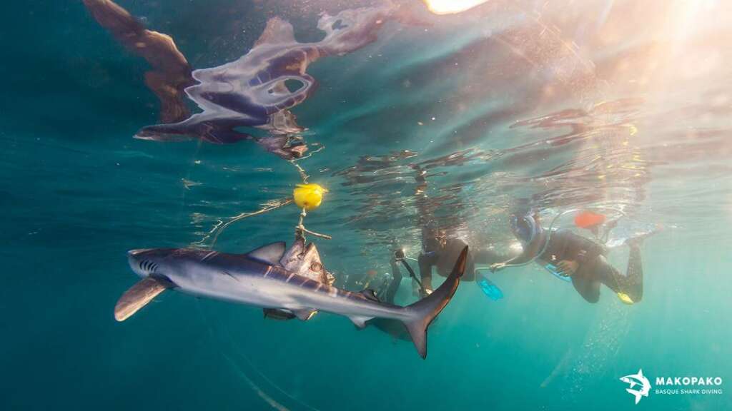 Snorkel con tiburones en Bermeo 