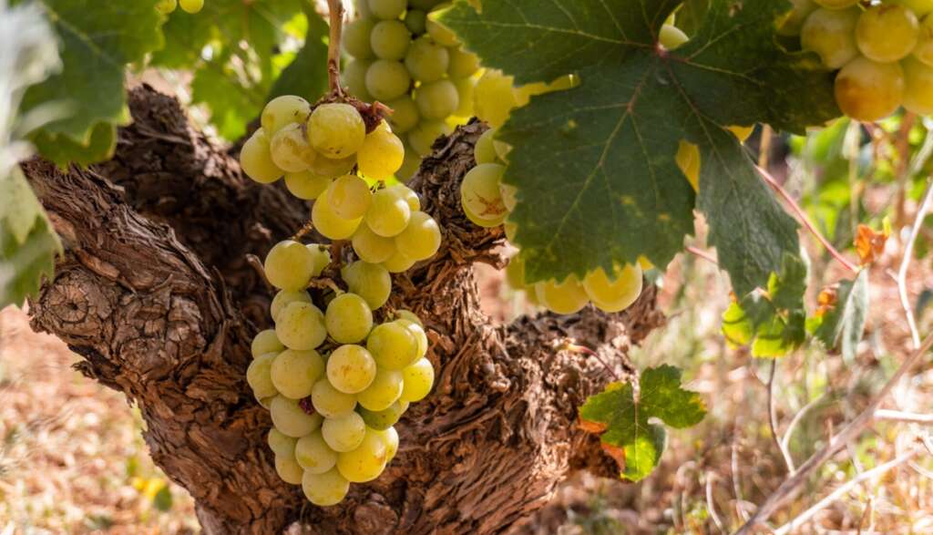 Una vid de uva Moscatel
