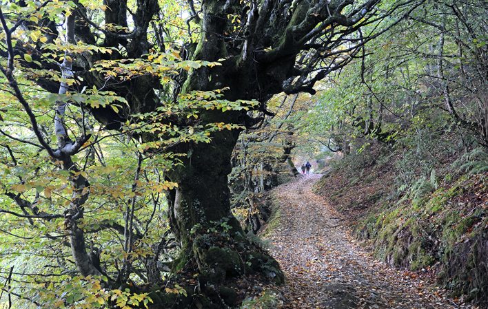 El Bosque de Moal