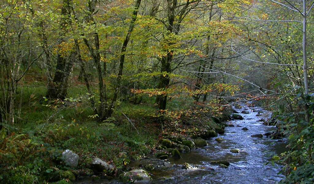 El Bosque de Muniellos en Asturias