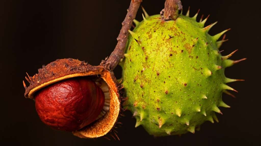 El fruto del castaño