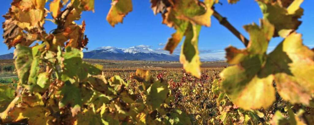 Una vid en la Ruta del Vino de la Garnacha