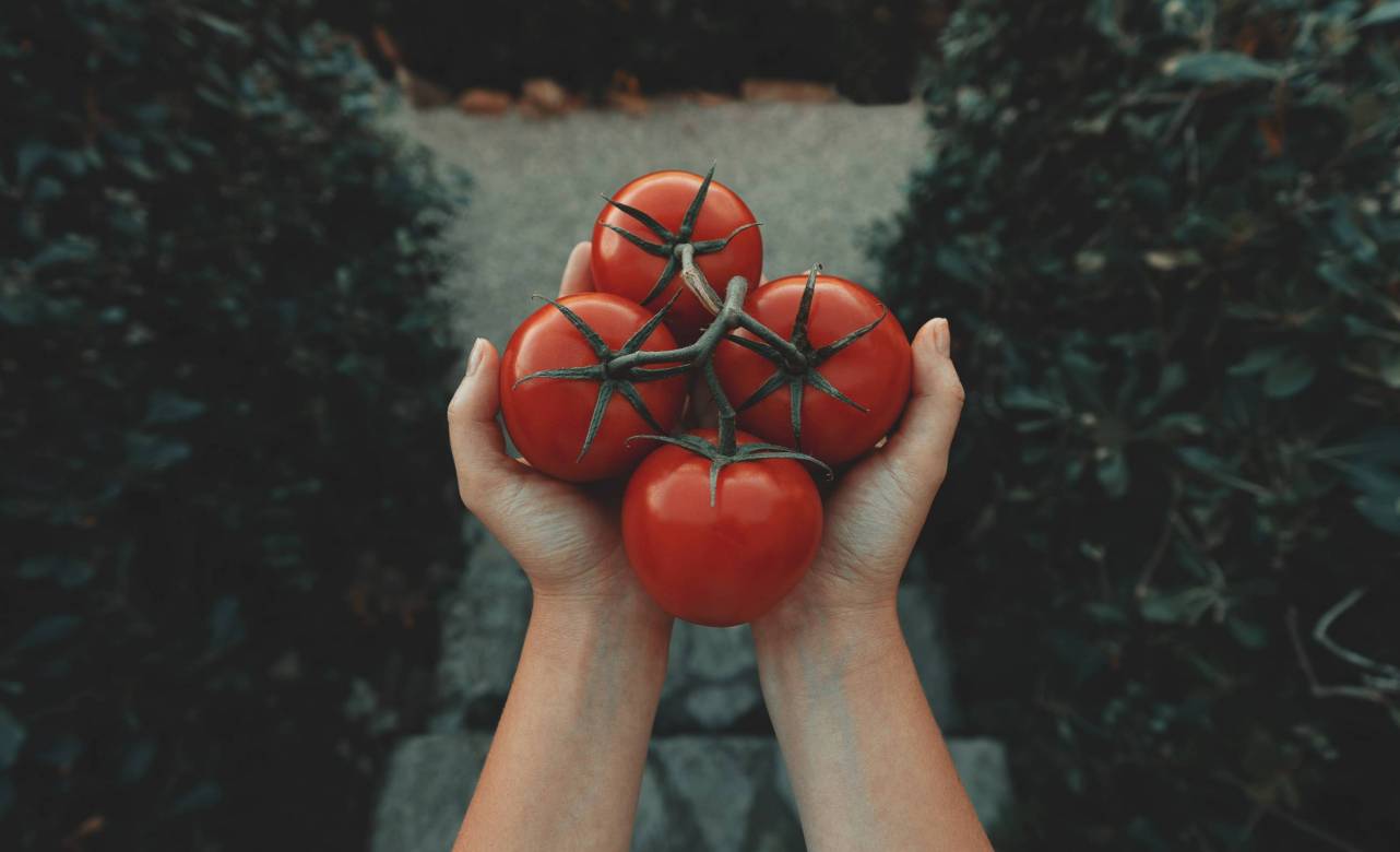 Tomates, un producto para cualquier momento del año. Foto Clay Banks Unsplash