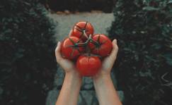 Tomates, un producto para cualquier momento del año. Foto Clay Banks Unsplash