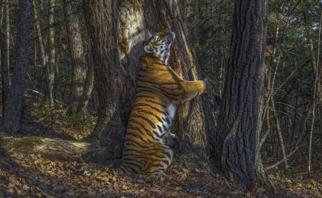 Sergey Gorshkov Wildlife Photographer of the Year 2020