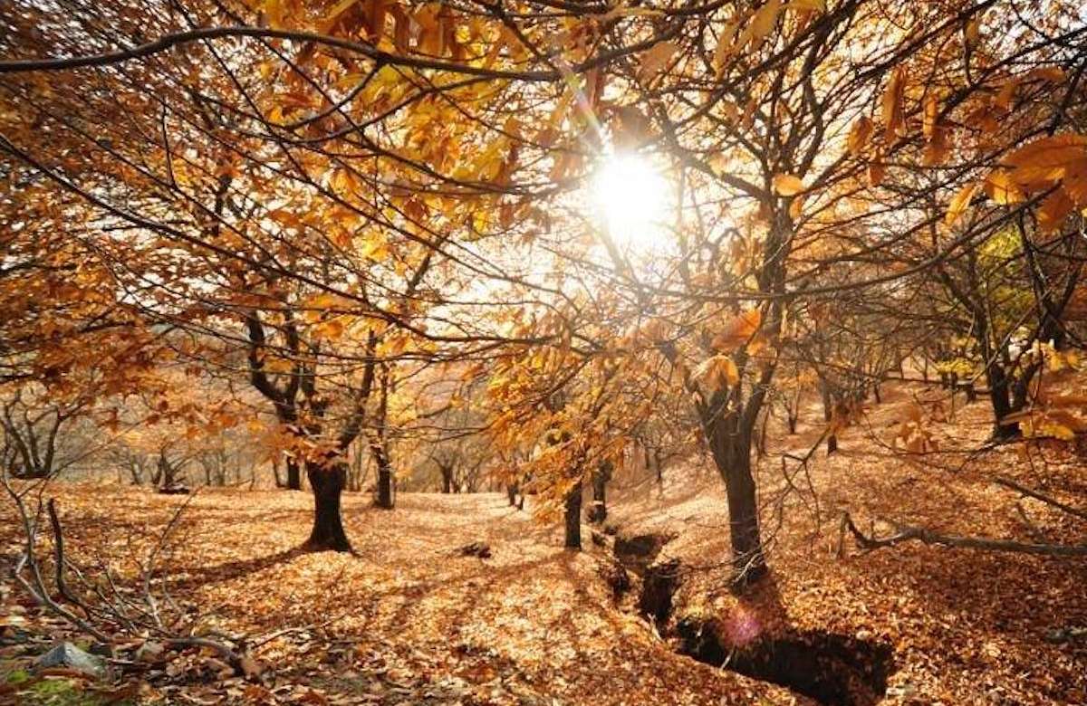 Bosque de Cobre en Málaga