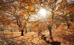 Bosque de Cobre en Málaga