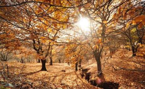 Bosque de Cobre en Málaga