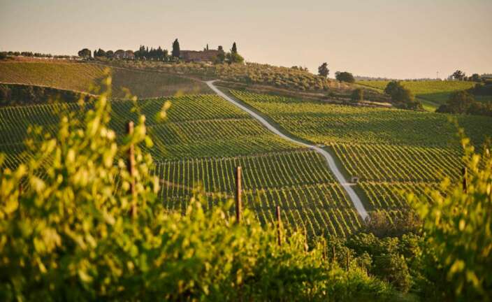 VIñedos en Italia