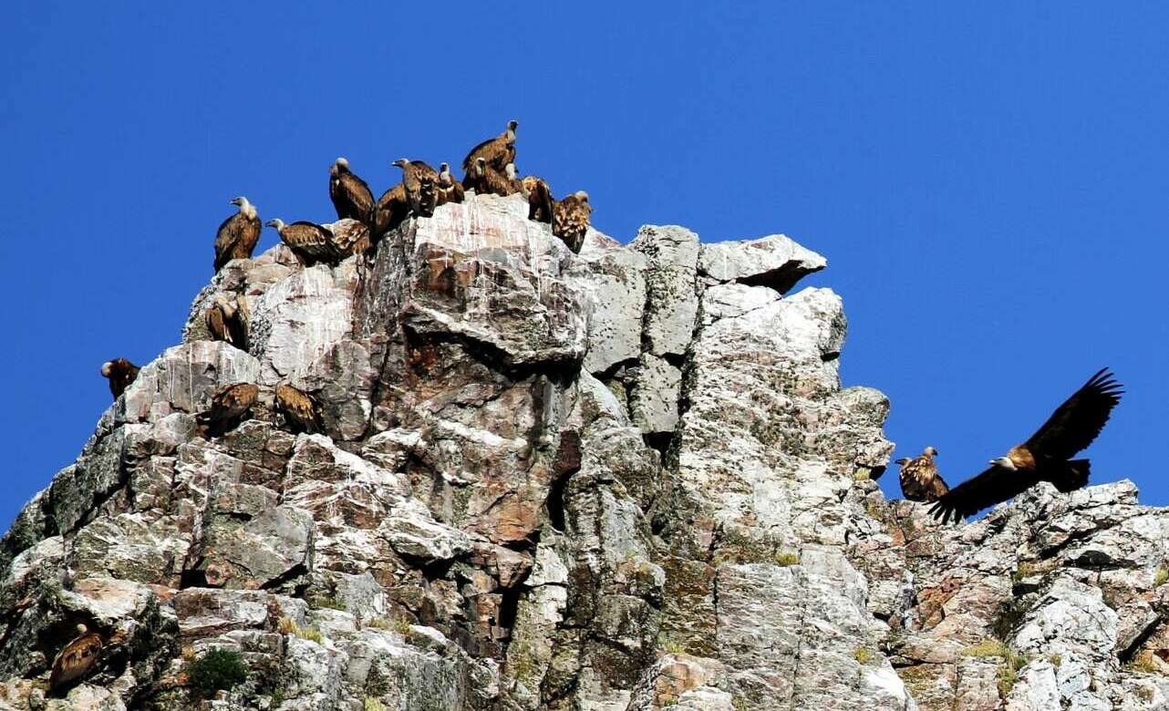 turismo ornitológico