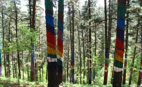 El bosque de Oma