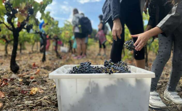 Vendimia en Empordàlia.