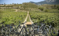 Enoturismo en bici eléctrica