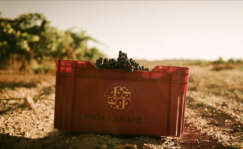 caja uvas merlot de Finca La Capilla