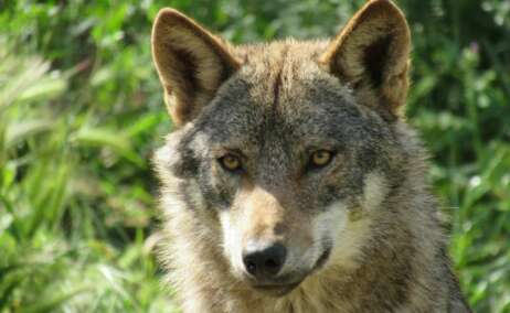 lobo ibérico