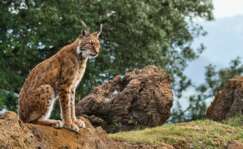 Un lince ibérico sentado sobre una roca