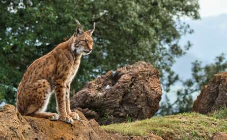 Un lince ibérico sentado sobre una roca