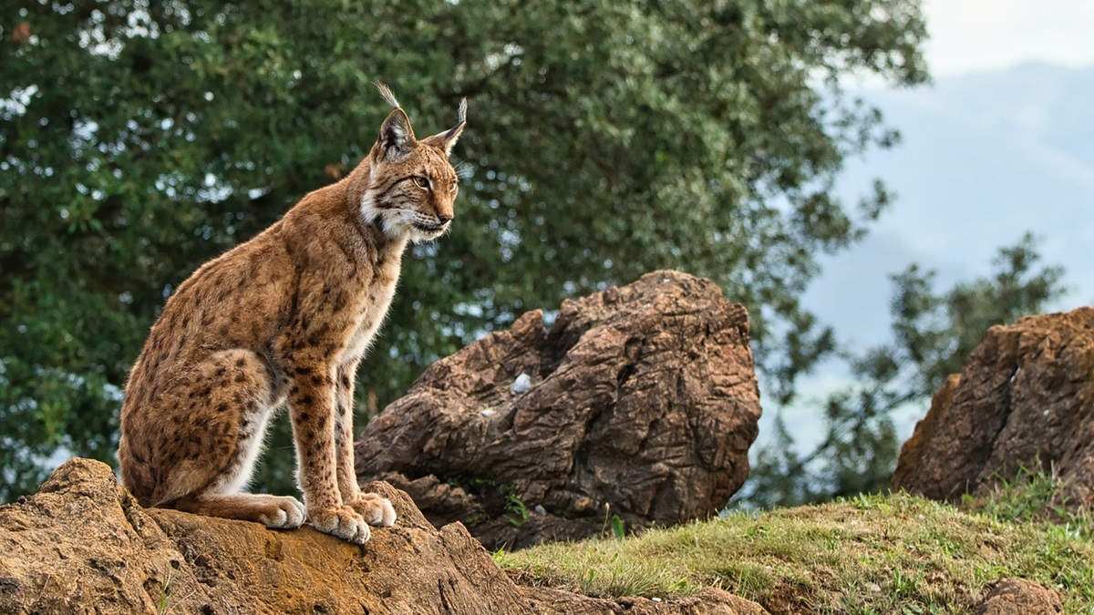 Un lince ibérico sentado sobre una roca