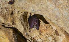 Un murciélago de la Cueva de los Murciélagos de Córdoba
