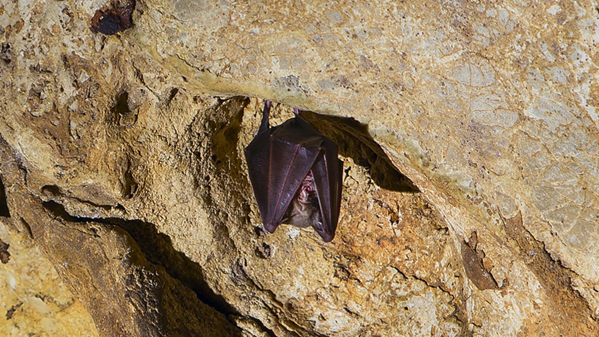 Un murciélago de la Cueva de los Murciélagos de Córdoba