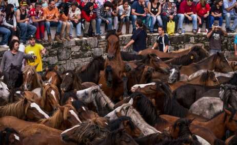 La tradición de la Rapa das Bestas en Sabucedo, Pontevedra