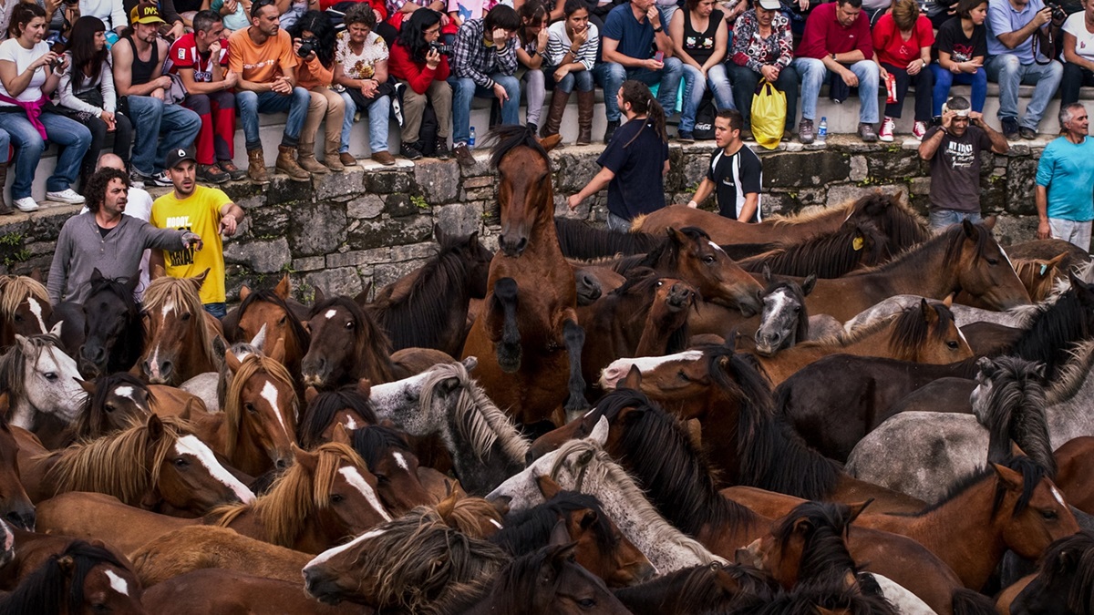 La tradición de la Rapa das Bestas en Sabucedo, Pontevedra