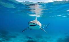 Un tiburón bajo las aguas marítimas