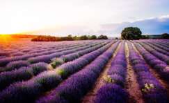 Los campos de lavanda de Brihuega