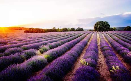 Los campos de lavanda de Brihuega
