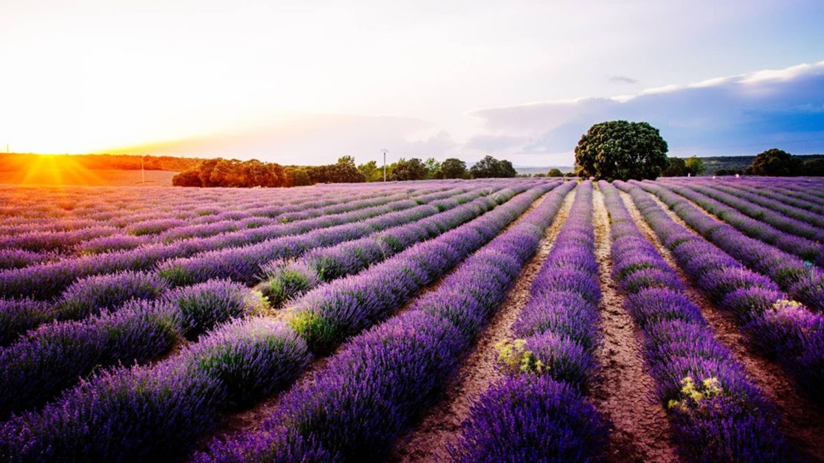 Los campos de lavanda de Brihuega